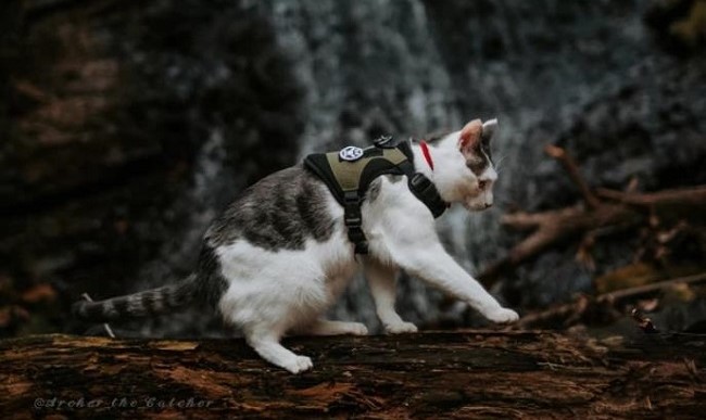CLAW ENFORCEMENT Tactical Cat Harness